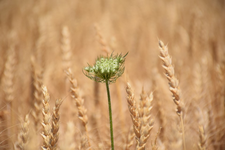 Weeds amongst the wheat…